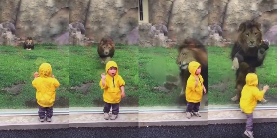 lion pounces on toddler