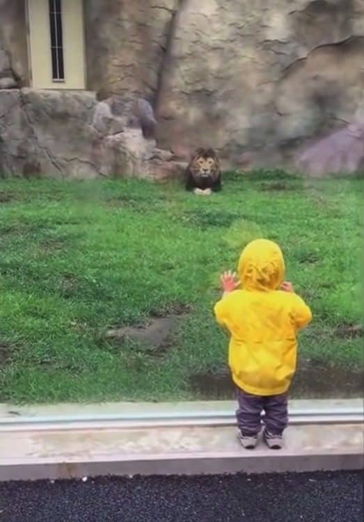toddler visiting with lion at Tokyo zoo