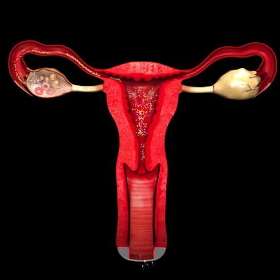 Ovary Uterus