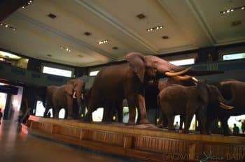 American Museum Of Natural History - Akeley Hall of African Mammals