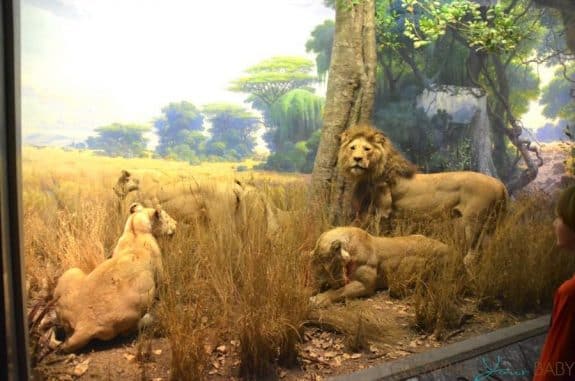 American Museum Of Natural History - Akeley Hall of African Mammals - African Lions