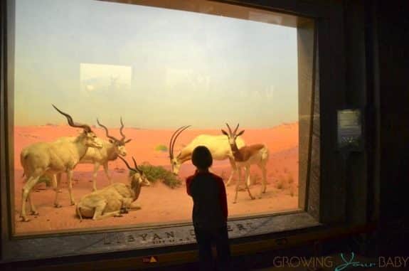 American Museum Of Natural History - Akeley Hall of African Mammals - Lbyan Desert