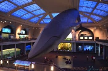 American Museum Of Natural History - Milstein Family Hall of Ocean Life