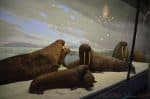 American Museum Of Natural History - Milstein Family Hall of Ocean Life walruses