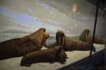 American Museum Of Natural History - Milstein Family Hall of Ocean Life walruses