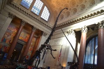 American Museum Of Natural History - Theodore Rosevelt Rotunda