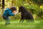 5 Reasons Why Dogs Are Good for Families