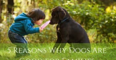 5 Reasons Why Dogs Are Good for Families