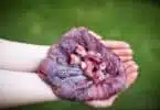Do Placenta Capsules Offer Postpartum Benefits for New Moms?jpeg