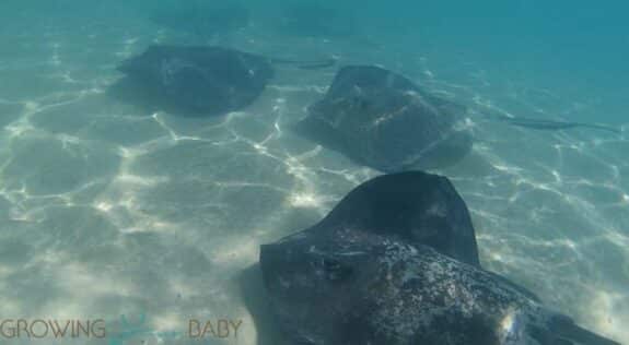 Castaway Cay Stingray Adventure