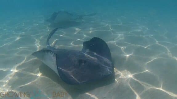 Castaway Cay Stingray Adventure