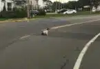 baby crawling across Joe Parker Road in Lakewood