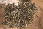 Toddler Shreds More Than 1,000 In Cash f