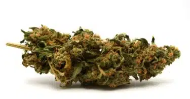 AAP - Pregnant Women Using Marijuana Increasing