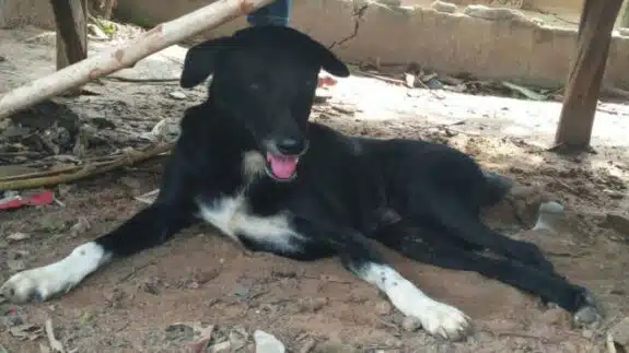 Dog Rescues Abandoned Newborn Buried Alive In Field