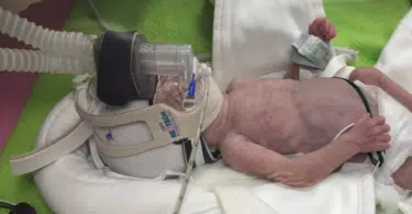 11 ounce harper rose