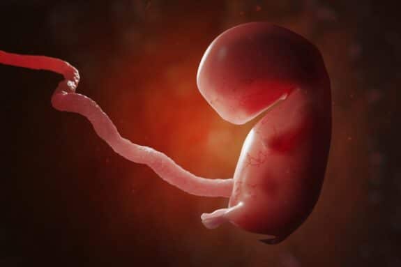 Human embryo or fetus with placenta