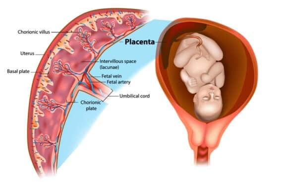 Placental structure and circulation