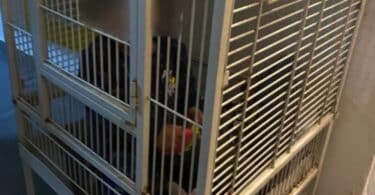 Baby Locked In Cage Found During Drug By Police In Haifa