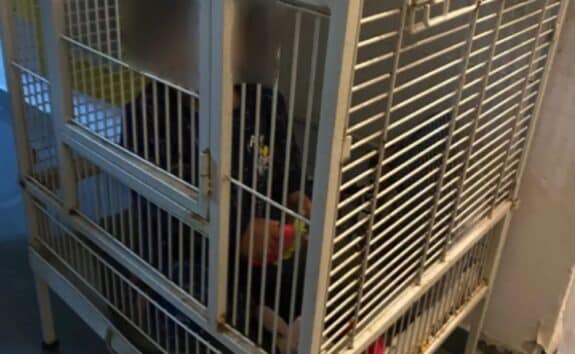 Baby Locked In Cage Found During Drug By Police In Haifa