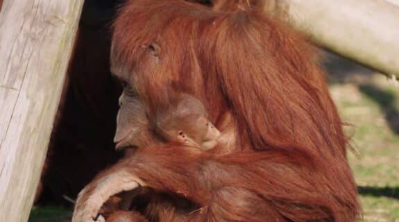 Nursing Zookeeper Teaches Organgutan How To Breastfeed Her Baby