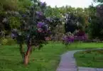 lilacs in the park