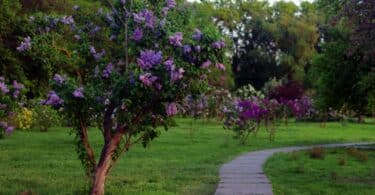 lilacs in the park