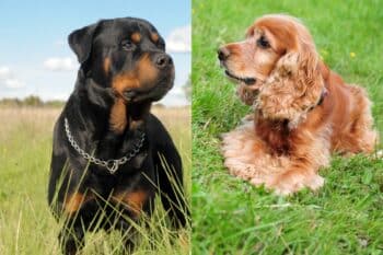 rottweiler cocker spaniel