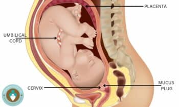 PREGNANCY DIAGRAM WITH MUCUS PLUG