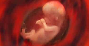 Human Fetus in the womb