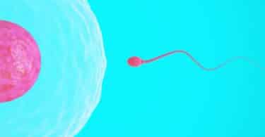 sperm and egg