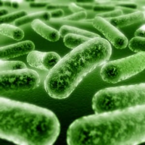 Bacteria