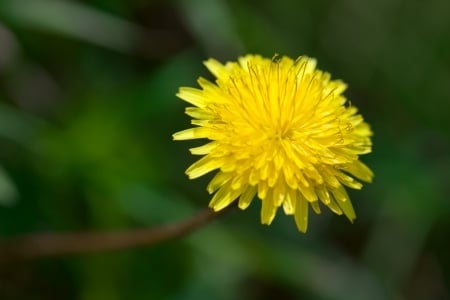 Dandelion