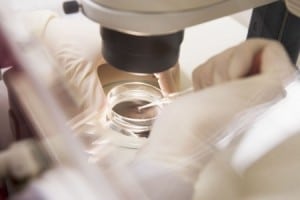 Embryologist transferring egg to a special culture media