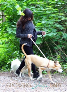 Pregnant Jenna Dewan Takes The Dogs For A Walk