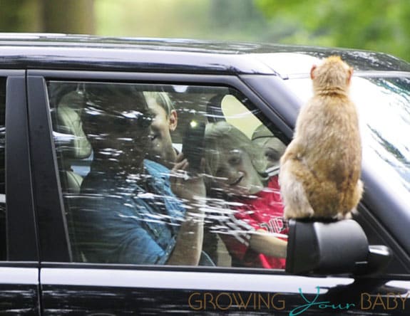 Gwen Stefani and Gavin Rossdale take their children Zuma and Kingston for a family day out at Woburn Safari Park in Bedfordshire