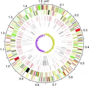 genome map