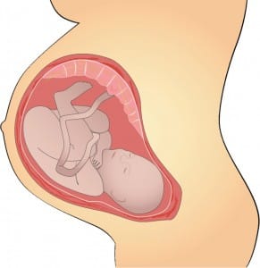 pregnant belly illustration