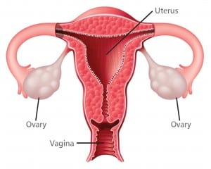 uterus